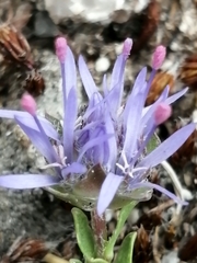 Jasione crispa