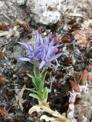 Jasione crispa