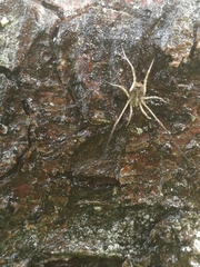 Lacinius horridus