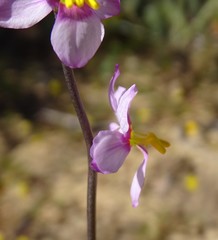 Ixia scillaris