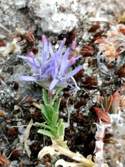 Jasione crispa
