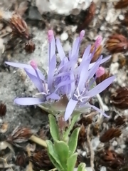 Jasione crispa
