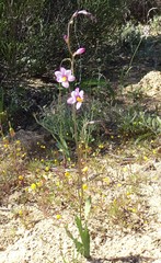 Ixia scillaris