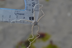 Acrocnida spatulispina