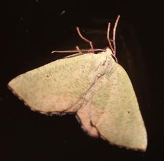 Drepanogynis cambogiaria