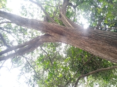 Acokanthera schimperi