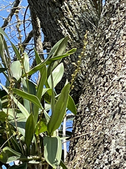 Dendrobium x delicatum