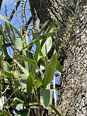 Dendrobium x delicatum