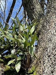 Dendrobium x delicatum
