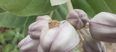 Salticinae