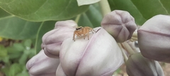 Salticinae