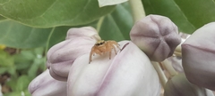 Salticinae