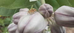 Salticinae