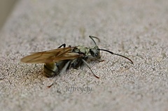 Polyrhachis vigilans