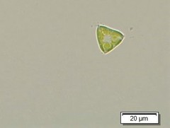 Tetraedron triangulare