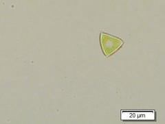 Tetraedron triangulare