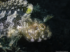 Parablennius tentacularis