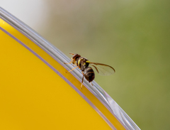 Bactrocera neohumeralis