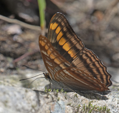 Adelpha tracta
