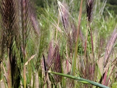 Hordeum jubatum