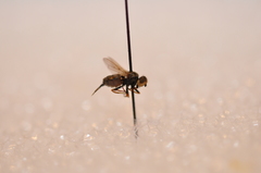 Tetropismenus hirtus