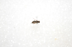 Tetropismenus hirtus