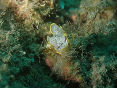 Prostheceraeus moseleyi