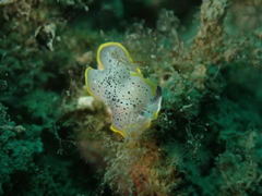 Prostheceraeus moseleyi