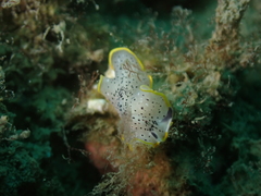 Prostheceraeus moseleyi