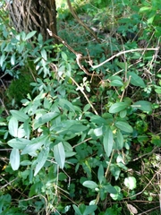 Ligustrum vulgare