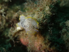 Prostheceraeus moseleyi