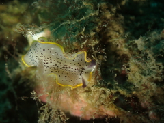 Prostheceraeus moseleyi