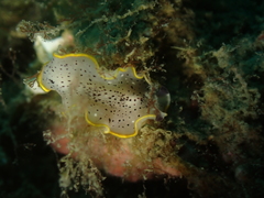 Prostheceraeus moseleyi