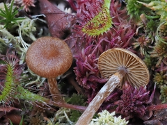 Galerina paludosa