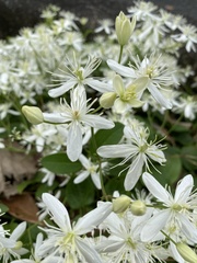 Clematis terniflora
