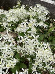 Clematis terniflora