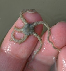 Acrocnida spatulispina