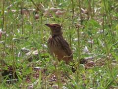 Galerida magnirostris magnirostris