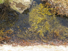 Cystoseira humilis