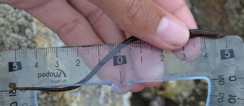 photo of Worm Pipefish (Nerophis lumbriciformis)