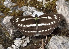 Neptis sappho astola