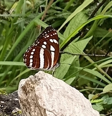 Neptis sappho astola