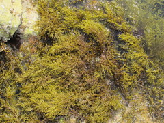 Cystoseira humilis