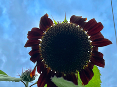 Asteraceae