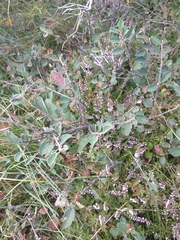 Cotoneaster integerrimus