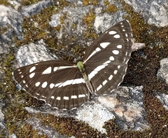 Neptis sappho astola