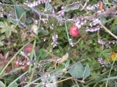Cotoneaster integerrimus