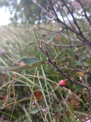 Cotoneaster integerrimus