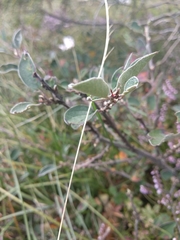 Cotoneaster integerrimus