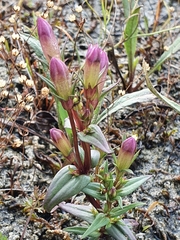 Gentianella uliginosa